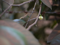 Sageraea laurina