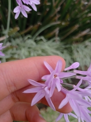 Tulbaghia
