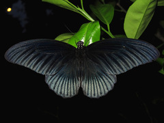 Papilio memnon agenor