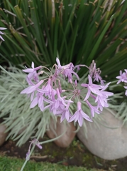 Tulbaghia