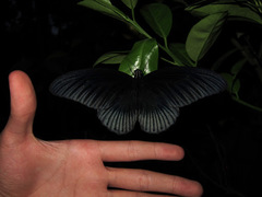 Papilio memnon agenor