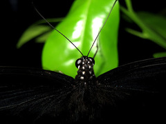 Papilio memnon agenor