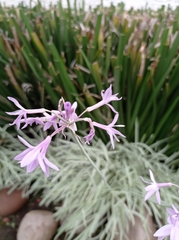 Tulbaghia