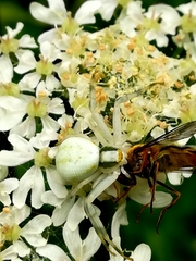 Misumena vatia