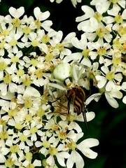 Misumena vatia