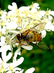 Misumena vatia