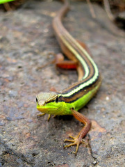 Takydromus sexlineatus
