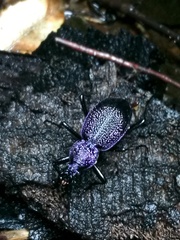 Carabus scabrosus