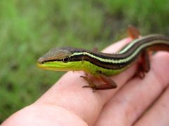 Takydromus sexlineatus