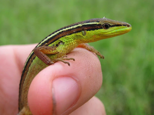 Asian Grass Lizard