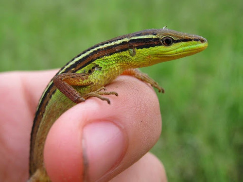Asian Grass Lizard