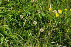 Trifolium repens