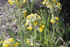 Oreocarya confertiflora