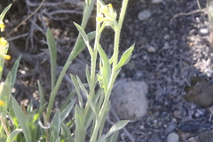 Oreocarya confertiflora