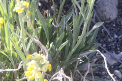 Oreocarya confertiflora
