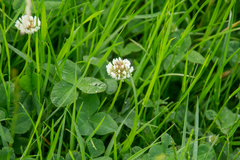 Trifolium repens