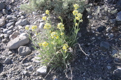 Oreocarya confertiflora