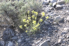 Oreocarya confertiflora