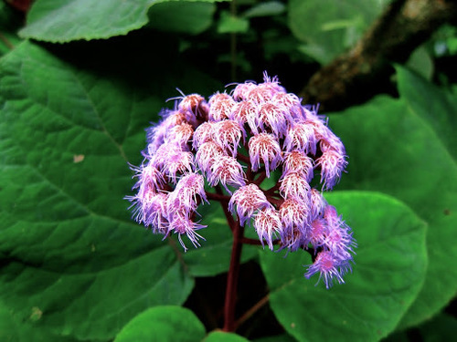 Image of Bartlettina sordida by (c) Jason Alexander, some rights reserved (CC BY)