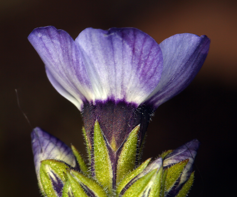 Gilia tricolor ssp. tricolor