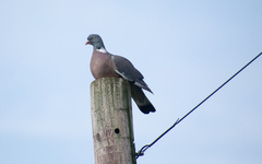 Columba palumbus