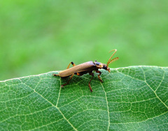 Paradiscodon basilare