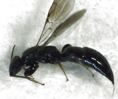 Sierola thorpei