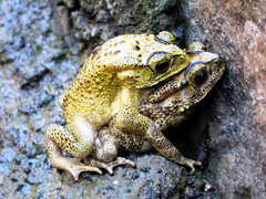 Duttaphrynus melanostictus