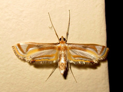 Eoophyla gibbosalis
