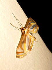 Eoophyla gibbosalis