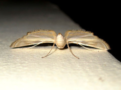 Eoophyla gibbosalis