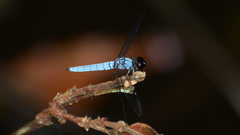 Brachydiplax duivenbodei