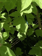 Calopteryx splendens