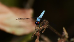 Brachydiplax duivenbodei