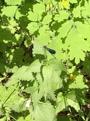 Calopteryx splendens
