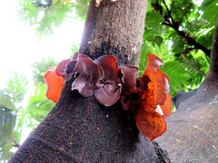 Auricularia