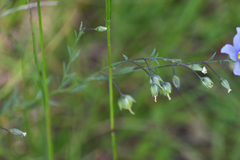 Linum leonii