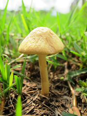 Agaricales