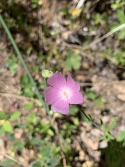 Sidalcea asprella nana