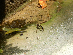 Phimenes flavopictus formosanus