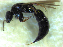 Sierola thorpei