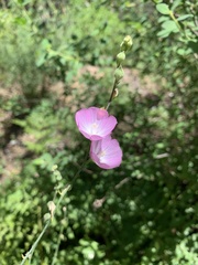 Sidalcea asprella nana