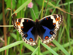 Junonia orithya