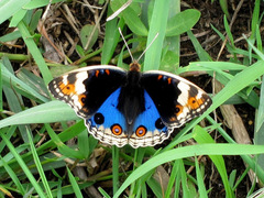 Junonia orithya