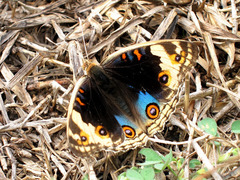 Junonia orithya