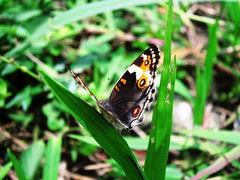 Junonia orithya