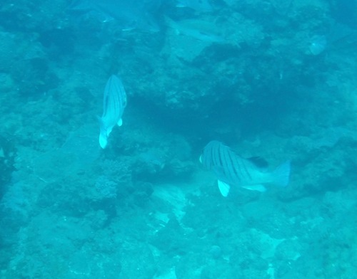 Plectorhinchus plagiodesmus