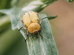 Hoplia parvula