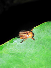 Anomala pallida