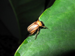 Anomala pallida